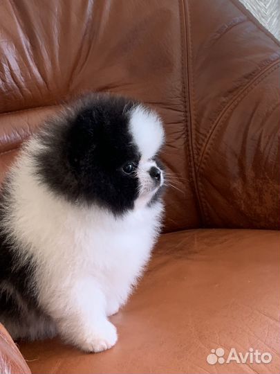 Щенки померанского шпица медвежьего типа