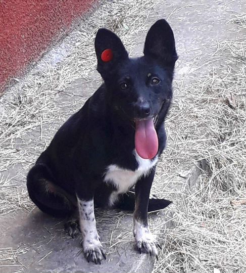 Собака в добрые руки