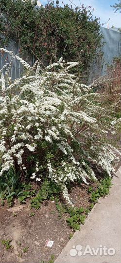 Спирея серая Греф Шейн