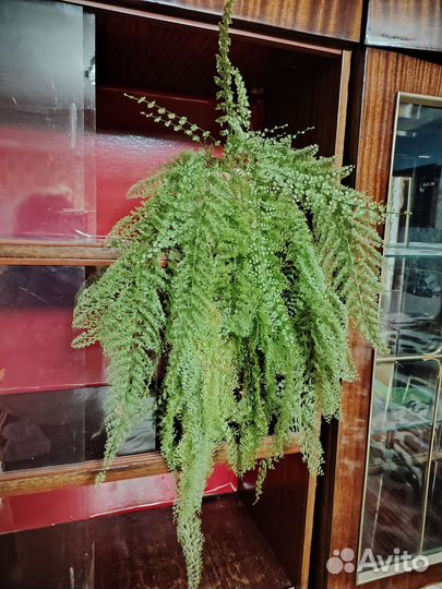 Папоротник комнатный