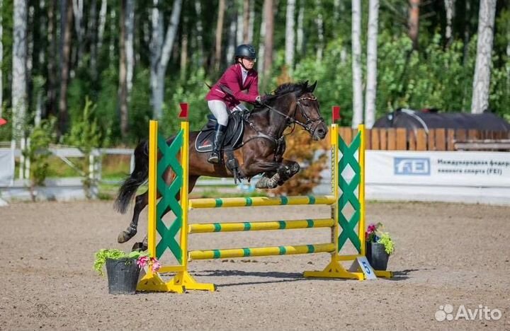 Конкурная кобыла под ребенка