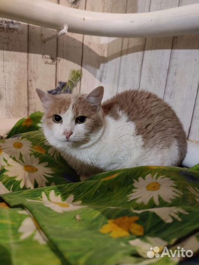 Кошечка Зайка в поисках дома