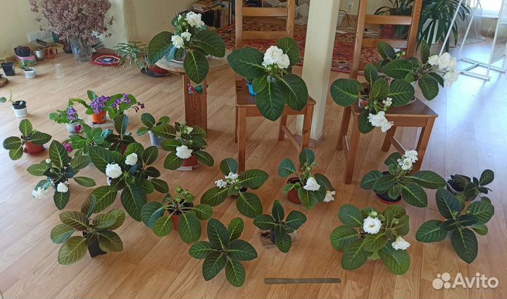 Глоксиния белая махровая, фуксия белая