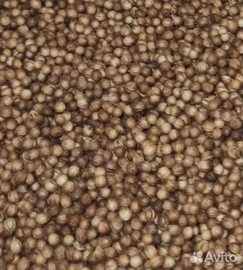 Кориандр (кинза)