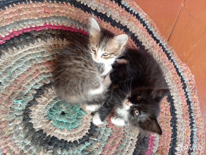 Котята в добрые руки бесплатно, мальчик и девочка