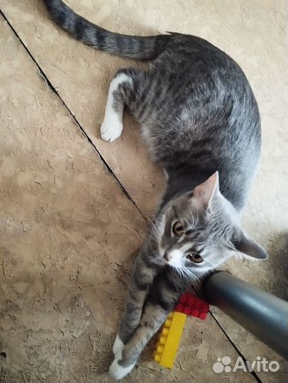 Отдам котика и заплачу деньги