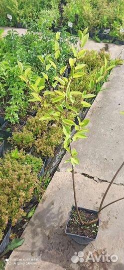 Ирга ламарка