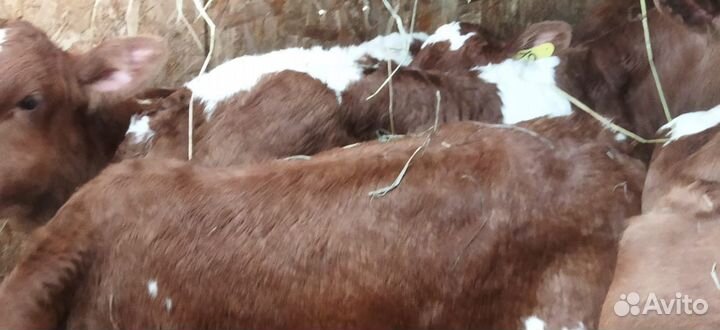 Телята бычки тёлки доставка бесплатно