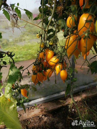 Семена томатов