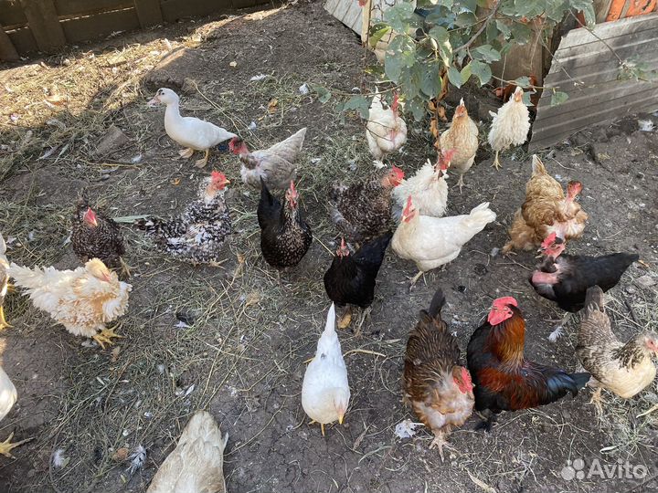 Куры несушки