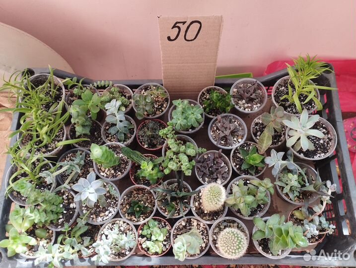 Кактусы и суккуленты