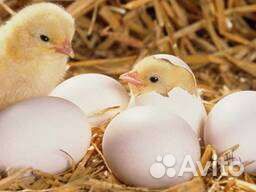 Цыплята Бройлер кобб-500