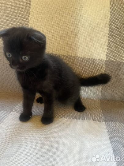 Котёнок шоталдский вислоухий