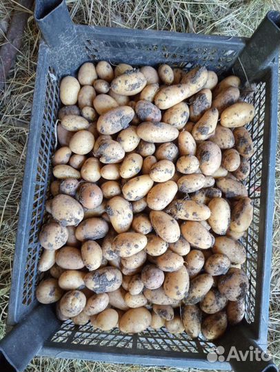 Семенной картофель