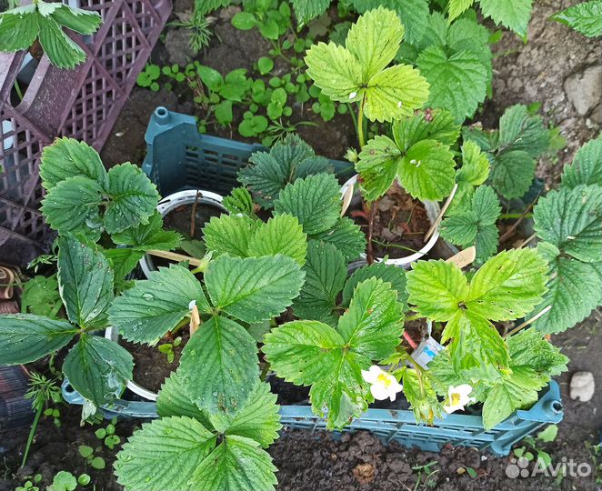 Рассада клубники Фрау Мице Шиндлер Купчиха и др