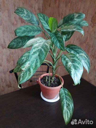 Педилантус, и т.д