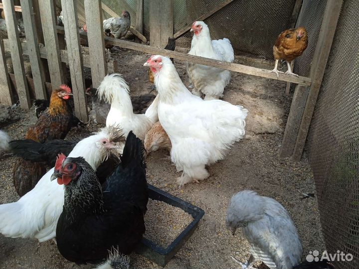 Куры, петухи, инк, яйца перепела