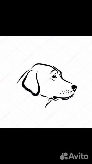 Стрижка собак и кошек