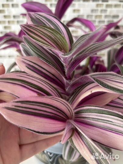 Традесканция (разные сортовые разновидности)