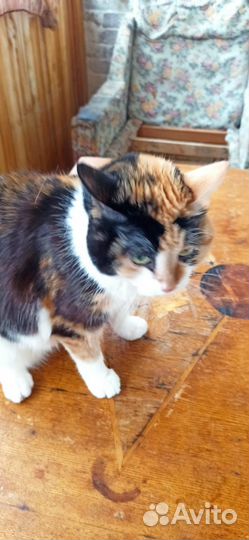 Кошечка Масяня, необычная расцветка