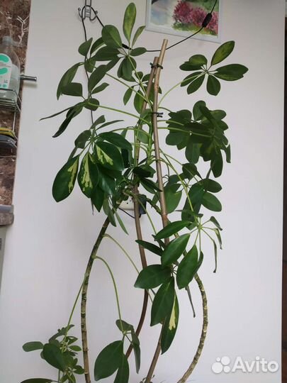 Шефлера вариегатная