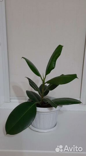 Фикус каучуконосный