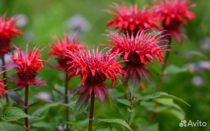 Манарда трава многолетняя