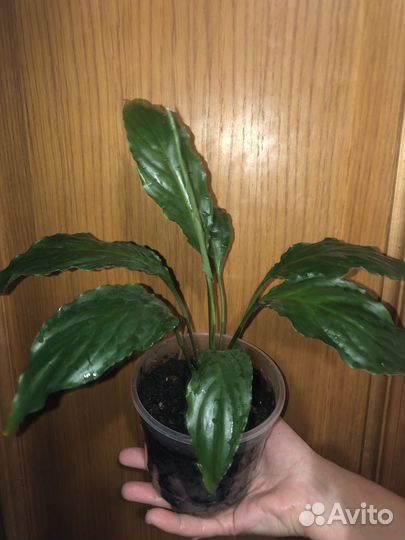 Женское счастье (спатифиллум)