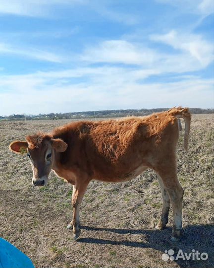 Коровы дойные, стельные и с телятами