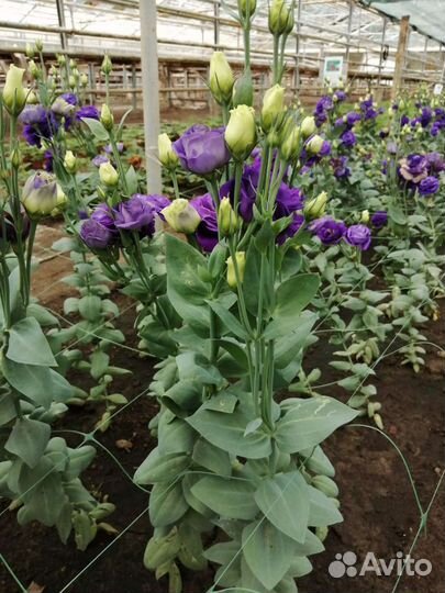 Эустома срез