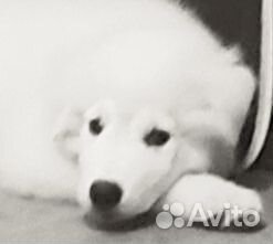 Маремма абруцкая овчарка щенки