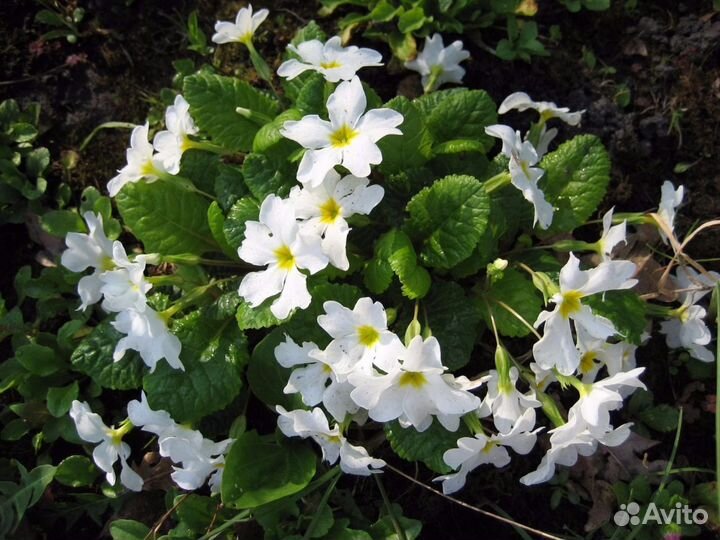 Примула, монарда, астра альпийская