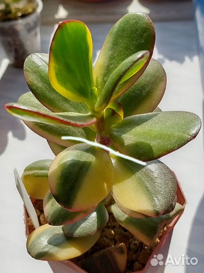 Крассула Альба