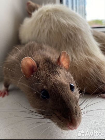 Крыса домашняя с клеткой и всем необходимым