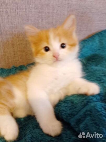 Котик в добрые руки
