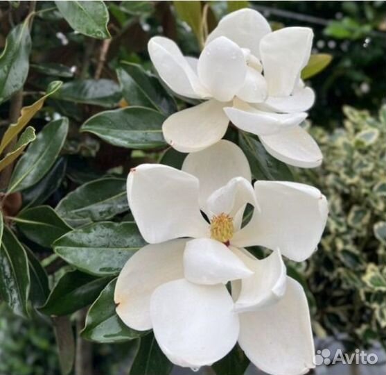 Магнолия грандифлора little GEM С 10л