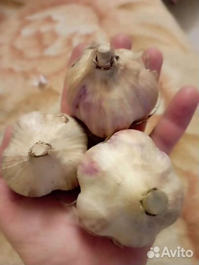 Чеснок