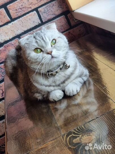 Шотландская вислоухая кошка бесплатно