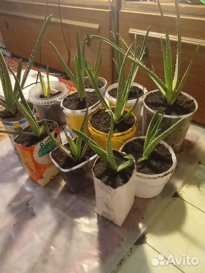 Продам детки алоэ