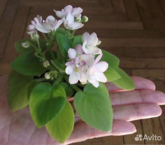 Фиалка ск яблоневый сад