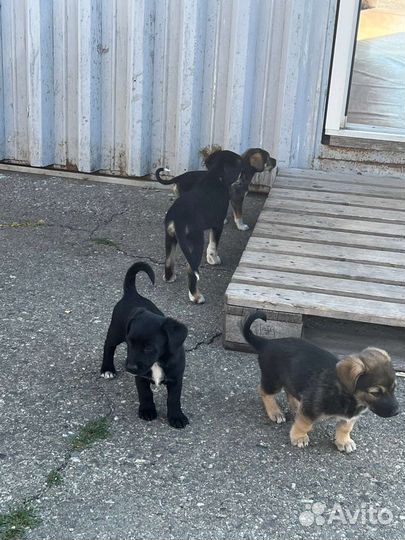 Щенки смешанной породы в добрые руки