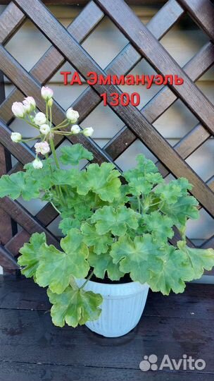 Пеларгония герань