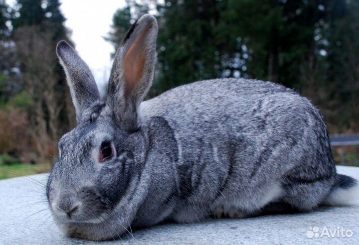 Кролики породы Белый великан и Советская шиншилла
