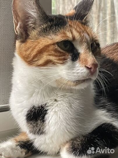 Кошка метис бенгалов