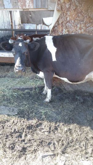 Корова дойная