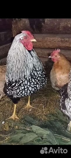 Петух виандот