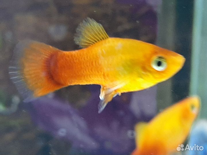 Креветки, пецилии, моллинезии