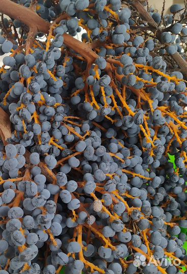 Семена пальмы веерной