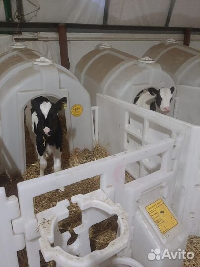 Быки и телки