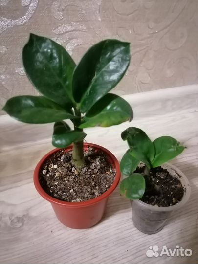 Замиокулькасы